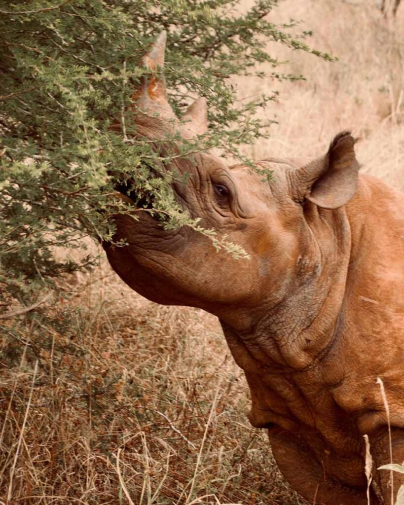 A close-up of a rhino eating greens from a bush.