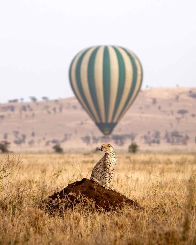 A cheetah standing on a mound of soil. Behind, a balloon is flying.