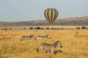 Zebras in a national park. Above, there is a balloon rising